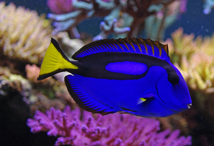 Regal Blue Hippo Tang Fish For Sale
