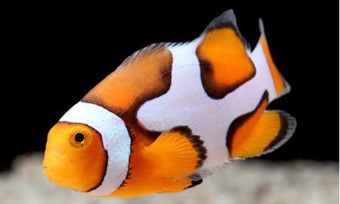 Picasso Clownfish For sale - clickcorals