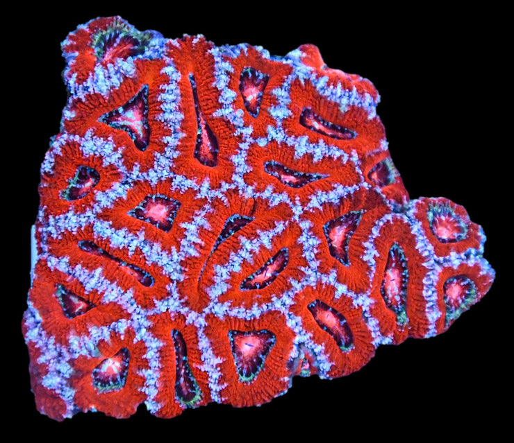 Acanthastrea Colony 10 - Acan Mussa Aussie Lord - clickcorals