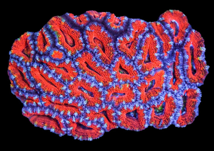 Acanthastrea Colony 14 - Acan Mussa Aussie Lord - clickcorals