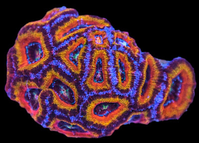 Acanthastrea Colony 3 - Acan Mussa Aussie Lord - clickcorals