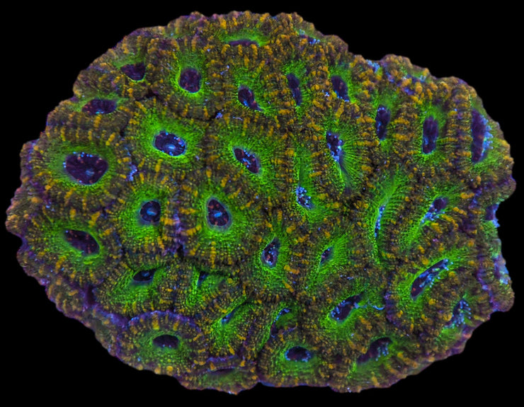 Acanthastrea Colony 4 - Acan Mussa Aussie Lord - clickcorals