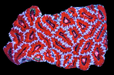 Acanthastrea Colony 7 - Acan Mussa Aussie Lord - clickcorals