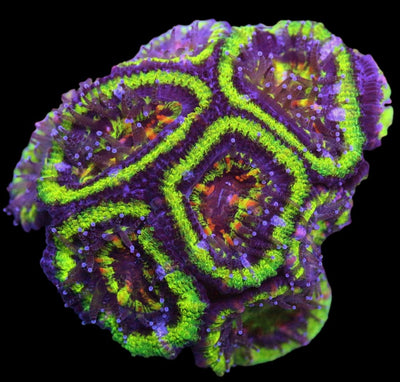 Acanthastrea Mussa - Green Rings Aussie Lord - 1 - clickcorals