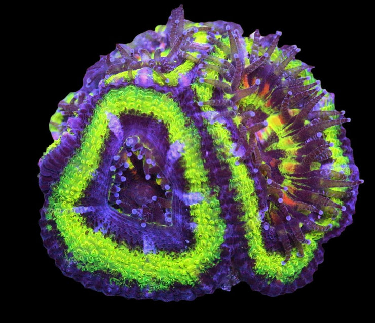 Acanthastrea Mussa - Green Rings Aussie Lord - 2 - clickcorals