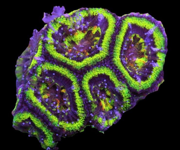 Acanthastrea Mussa - Green Rings Aussie Lord - 3 - clickcorals