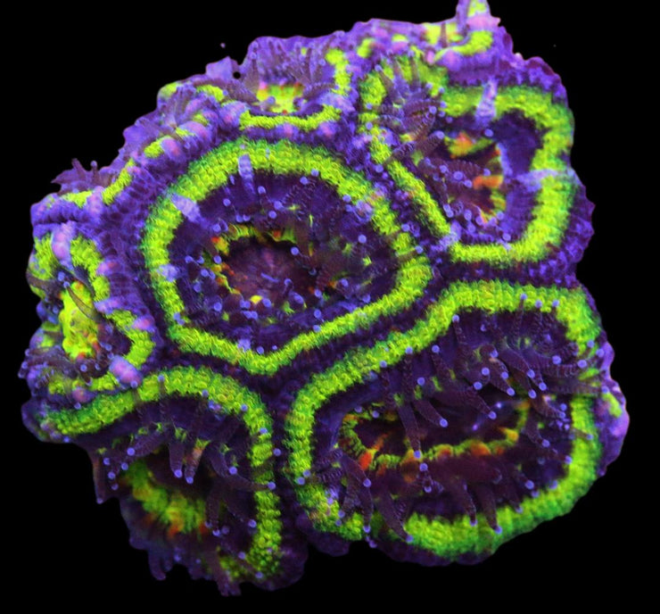 Acanthastrea Mussa - Green Rings Aussie Lord - 4 - clickcorals