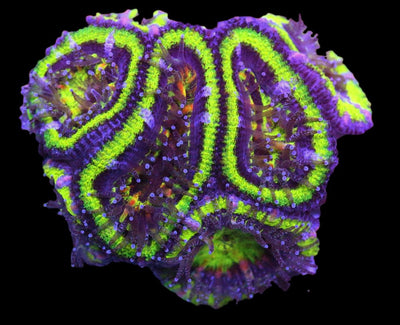 Acanthastrea Mussa - Green Rings Aussie Lord - 5 - clickcorals