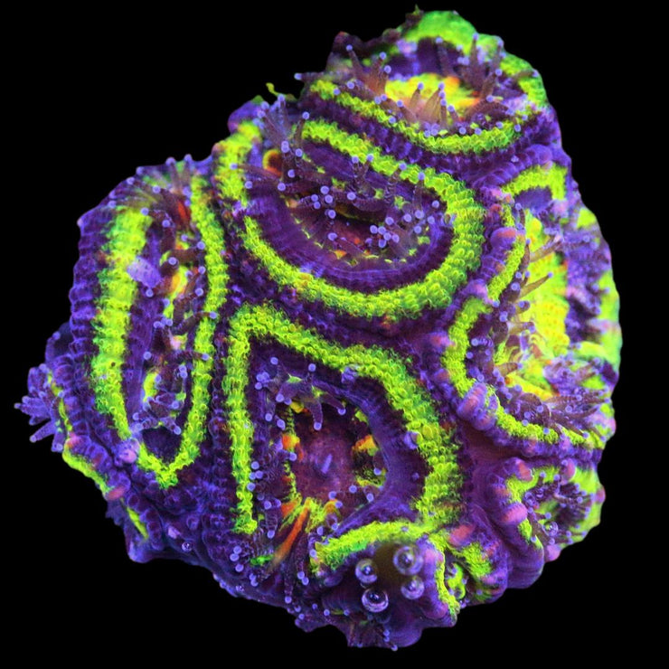 Acanthastrea Mussa - Green Rings Aussie Lord - 8 - clickcorals