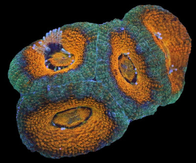 Acanthastrea Mussa - Honey Dipped Aussie Lord - 1 - clickcorals
