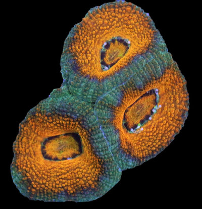 Acanthastrea Mussa - Honey Dipped Aussie Lord - 3 - clickcorals