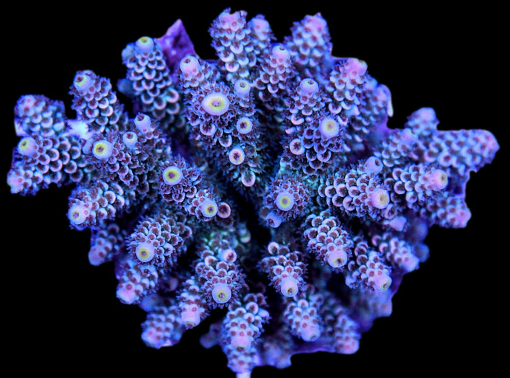 Acropora Coral Colony WYSIWYG 1 - clickcorals
