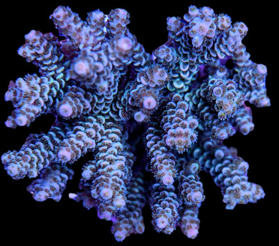 Acropora Coral Colony WYSIWYG 2 - clickcorals