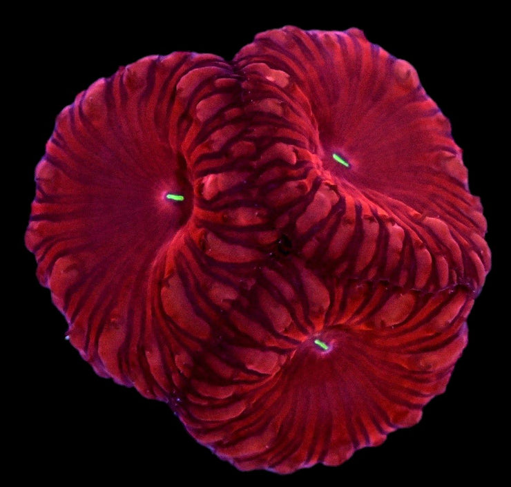 Blastomussa Wellsi Coral 1 - WYSIWYG - clickcorals