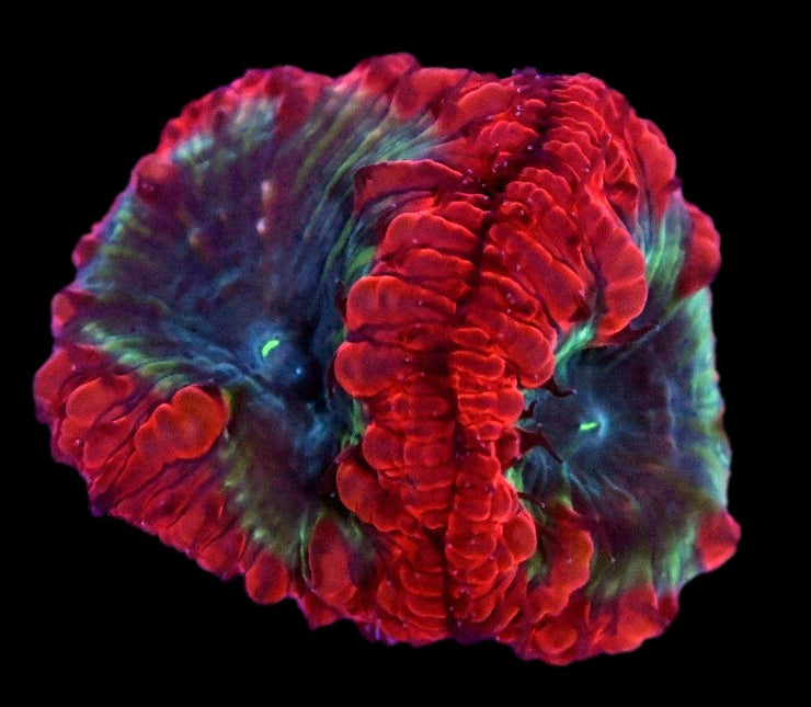 Blastomussa Wellsi Coral 2 - WYSIWYG - clickcorals