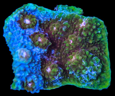 Chalice Coral Colony - The Mean Seas - clickcorals
