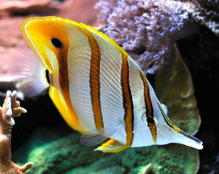 Copperband Butterfly Fish For Sale - clickcorals