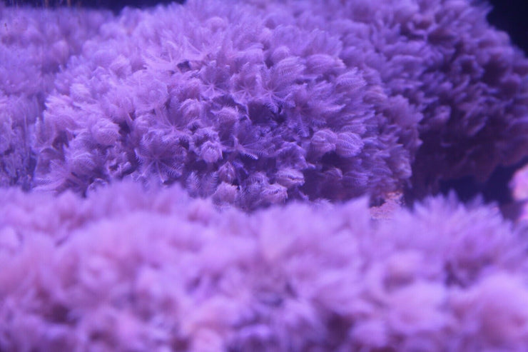 Fat & Fluffy Open Ocean Xenia Coral - clickcorals