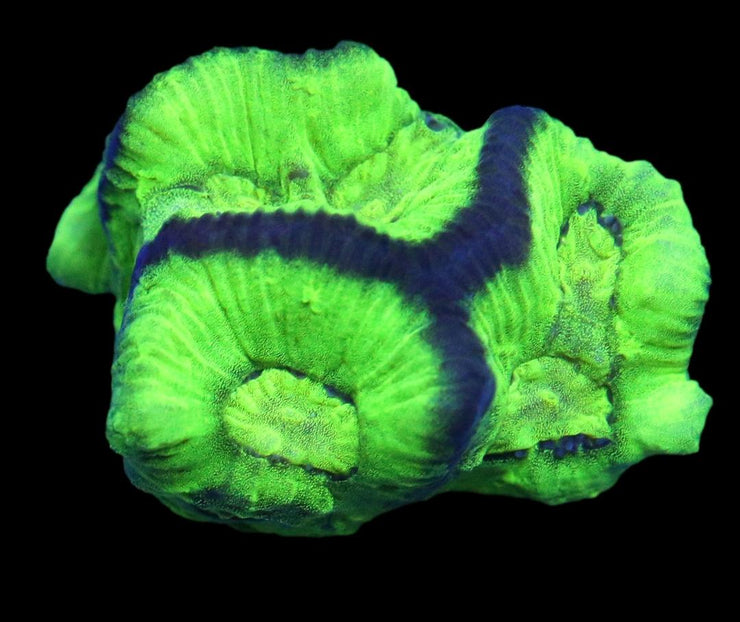 Goniastrea Coral - Toxic Slime Favites 1 - clickcorals