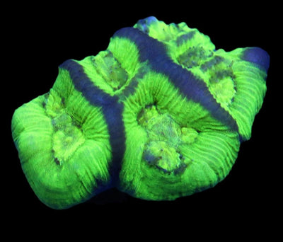 Goniastrea Coral - Toxic Slime Favites 4 - clickcorals