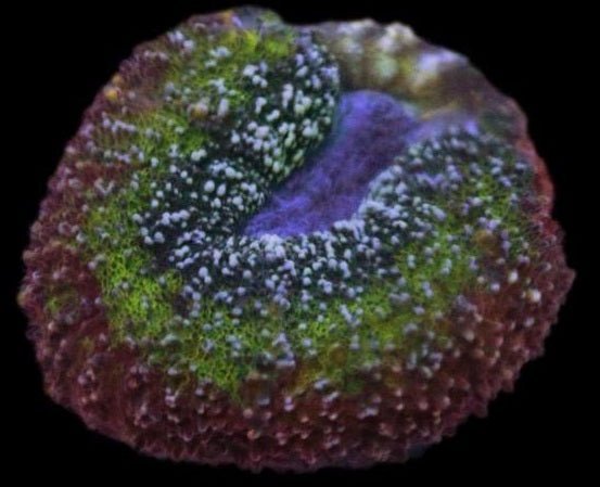 Lobophyllia Coral - Amy's Rainbow 1 - clickcorals