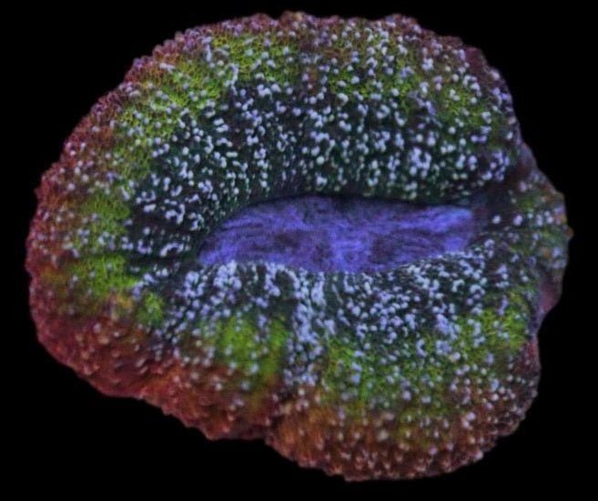 Lobophyllia Coral - Amy's Rainbow 2 - clickcorals