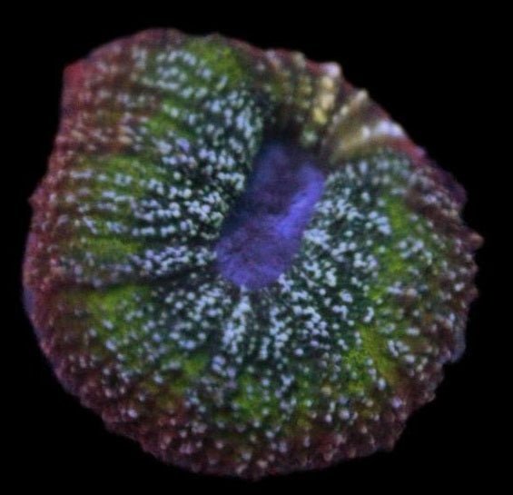 Lobophyllia Coral - Amy's Rainbow 3 - clickcorals