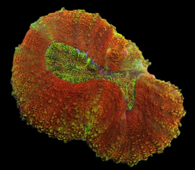 Lobophyllia Coral - Gold Rim Lobo Coral 5 - clickcorals
