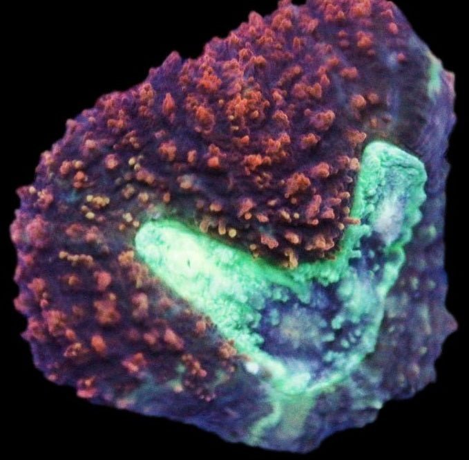 Lobophyllia Coral - Lobos 1 - clickcorals