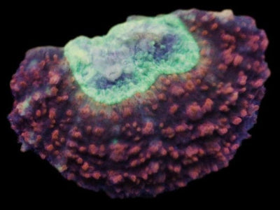 Lobophyllia Coral - Lobos 3 - clickcorals