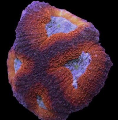 Lobophyllia Coral - Molten Ash 1 - clickcorals
