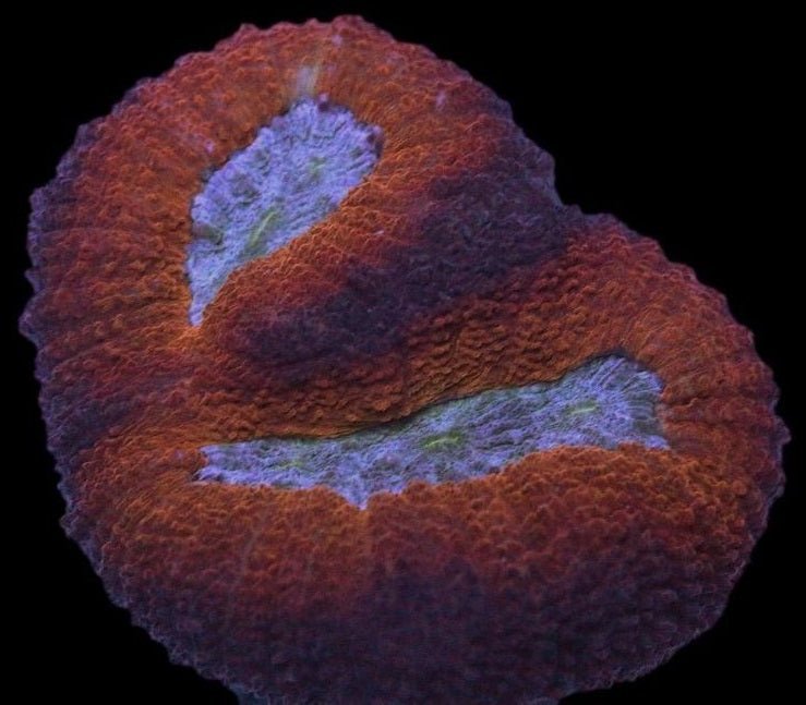 Lobophyllia Coral - Molten Ash 3 - clickcorals