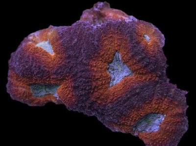 Lobophyllia Coral - Molten Ash 4 - clickcorals