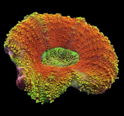 Lobophyllia Coral - Pot O' Gold Lobo Coral 4 - clickcorals