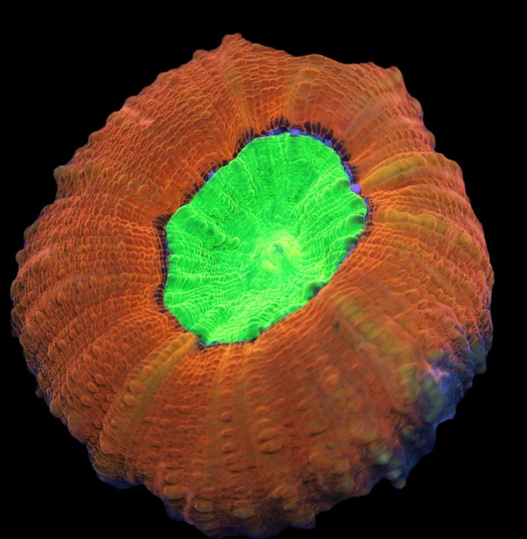 Lobophyllia Coral - Toxic Spill Lobo Coral 1 - clickcorals