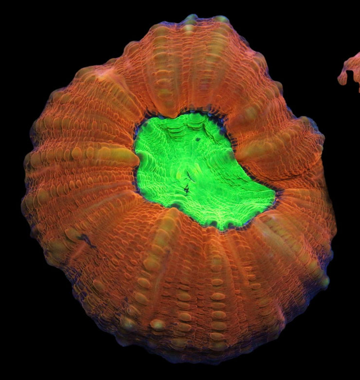 Lobophyllia Coral - Toxic Spill Lobo Coral 2 - clickcorals