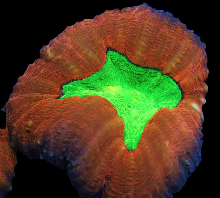 Lobophyllia Coral - Toxic Spill Lobo Coral 3 - clickcorals