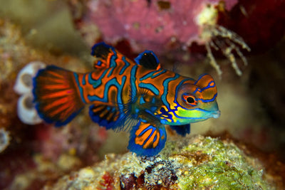 Psychedelic Mandarin Goby Fish For Sale - Synchiropus splendidus - clickcorals
