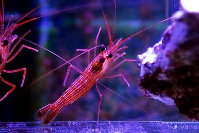 Peppermint Shrimp - Aiptasia Eating - clickcorals
