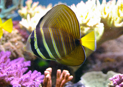 Sailfin Tangs For Sale - clickcorals
