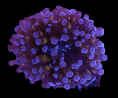Torch Coral 5 - clickcorals