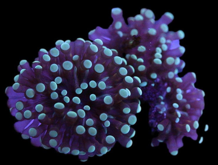 Torch Coral 8 - clickcorals