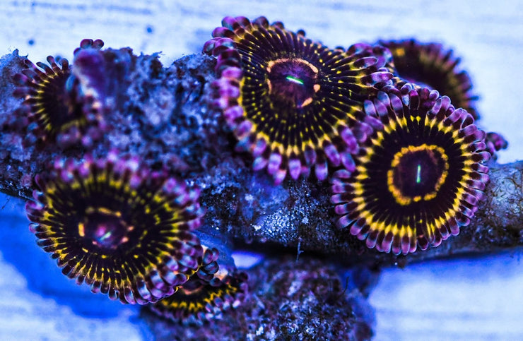 Ultra Stratosphere Zoanthids - Price is PER POLYP!!!! - clickcorals