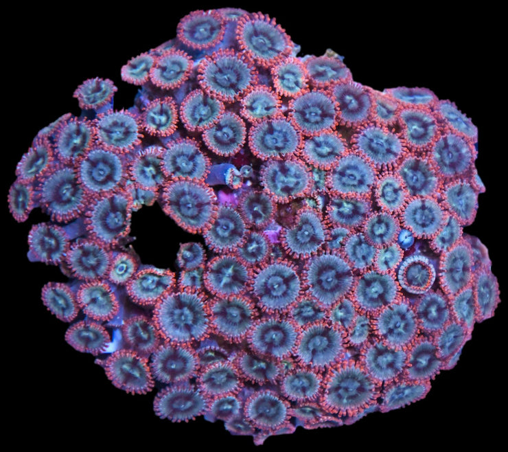 Zoanthid Colony 1 - Ultra Zoas - clickcorals