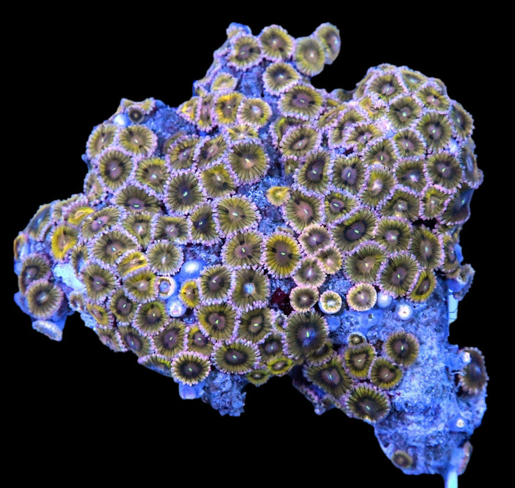Zoanthid Colony 2 - Ultra Zoas - clickcorals